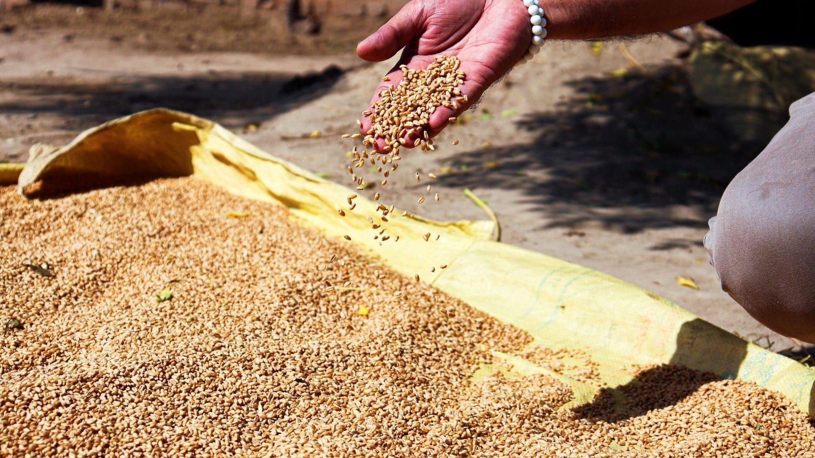 Hands lifting a handful of grain from a large heap at a procurement point, checking its quality.